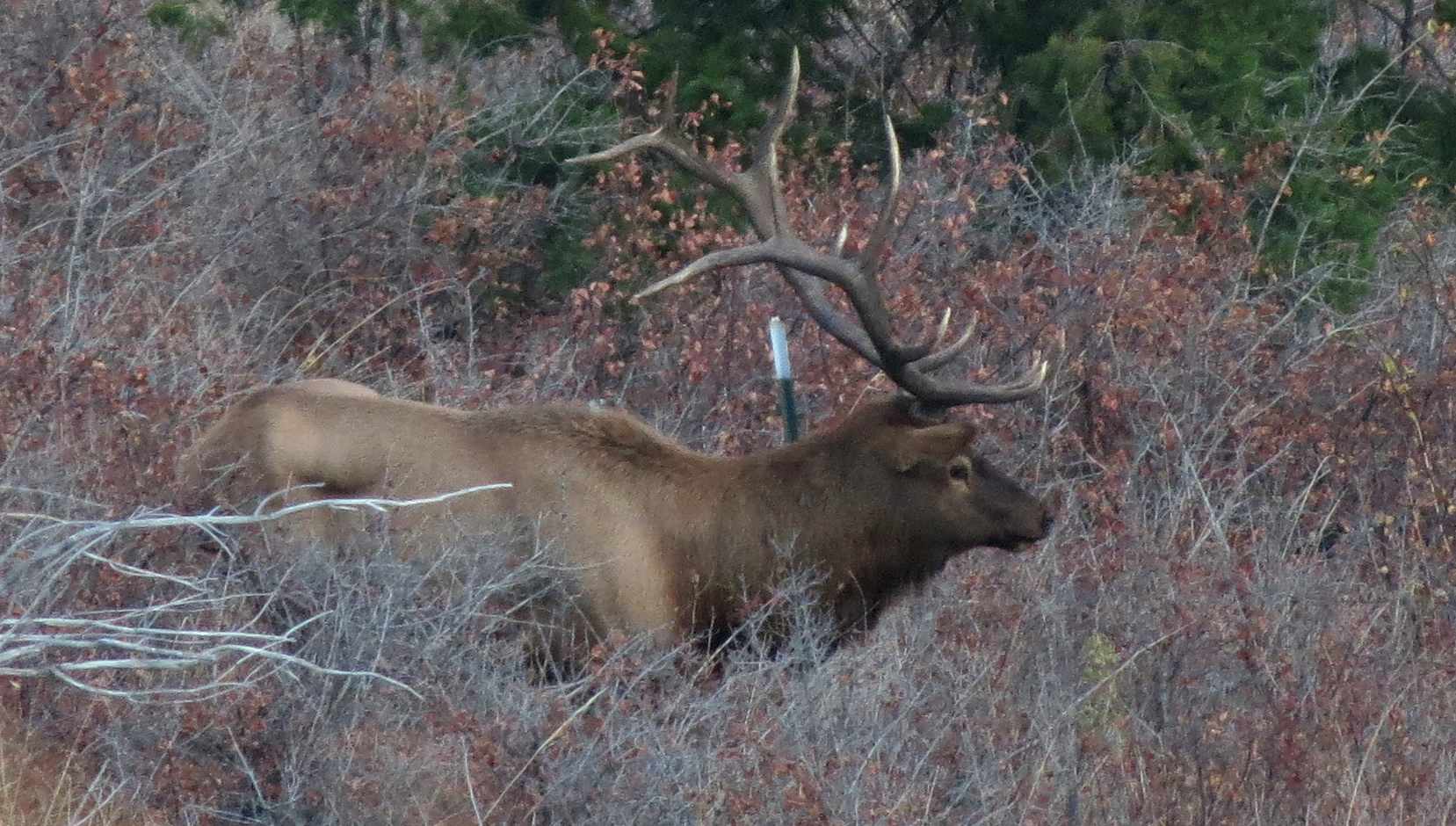 Making Elk Liver Pâté MPG Ranch
